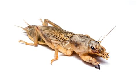 Mole Cricket Alert – NC Turf Bugs