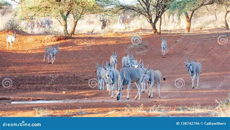 Eland Herd Stock Photo Image Of Antelope Brown Horned 138742796