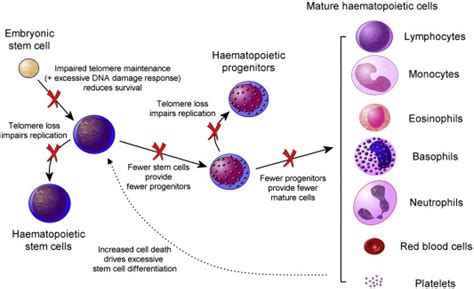 The Defects In Cellular Proliferation And Differentiation That Give