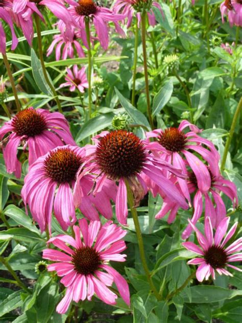 Echinacea Purple Emperor Zonnehoed Bloemenpark Appeltern