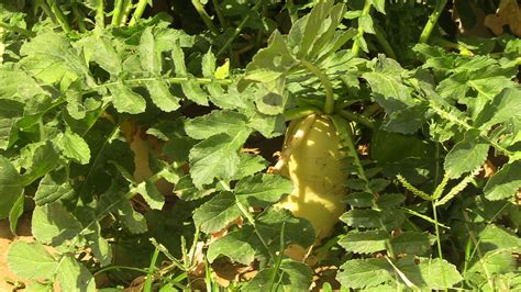 Mauritanie Hausse Des Droits De Douane Sur Les L Gumes Voici Les