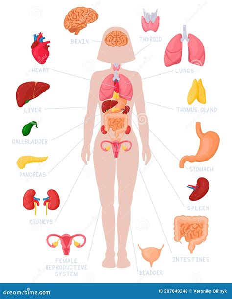 Infografía De Los órganos Internos De La Mujer Cuerpo Humano Anatomía