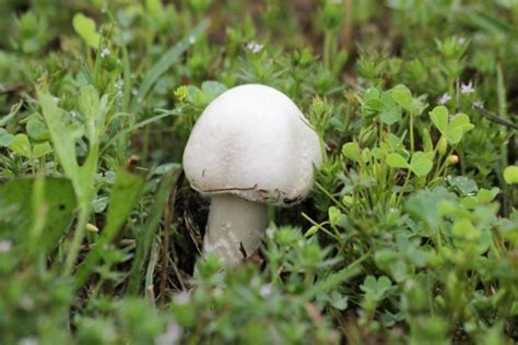 Top 30 Small White Mushrooms – Home, Family, Style and Art Ideas