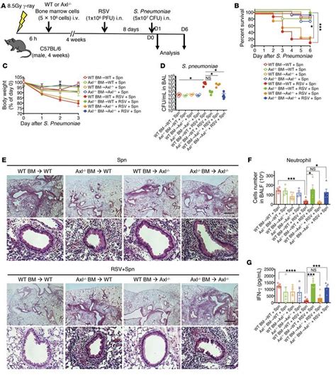 JCI Respiratory Syncytial Virus Infection Exacerbates Pneumococcal