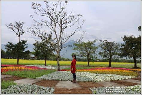 花蓮光復｜大農大富平地森林油菜花海！鮮黃、奪目、數大、壯麗，漫遊花間，如入風景裡 輕旅行