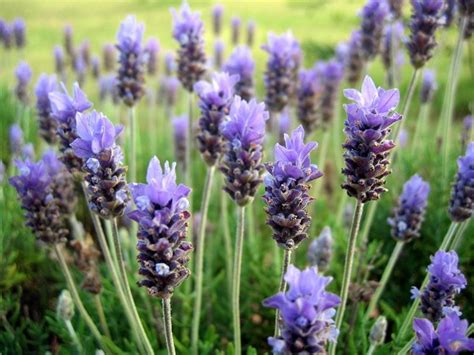 Lavanda Pianta Piante Da Giardino Coltivare Lavanda