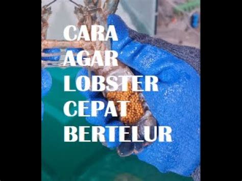 Cara Agar Lobster Air Tawar Lat Cepat Bertelur Jj Lobster Youtube