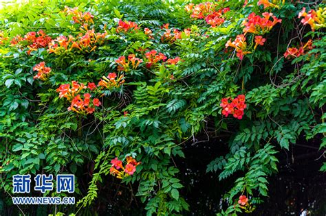 江南古城凌霄花开 带来夏日浪漫 新华网