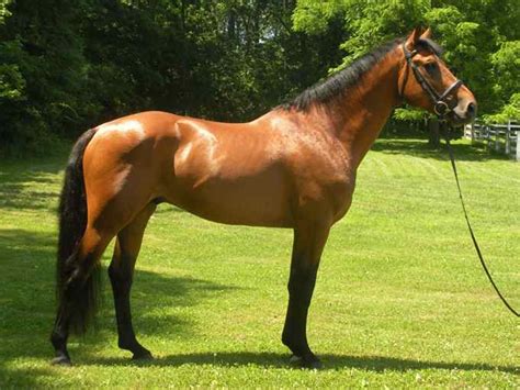 Irish Dancer, Irish Draught Sport Horse for sale