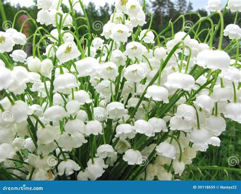 Bouquet Des Fleurs Du Muguet Image Stock Image Du Closeup Botanique