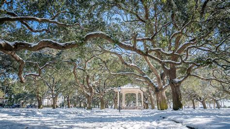 Discover the Oldest Tree in South Carolina - A-Z Animals