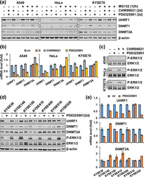 Activated Mekerk Pathway Drives Widespread And Coordinated