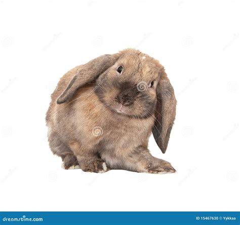 Dwarf Floppy Eared Bunnies