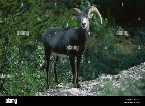 Stone Sheep Ovis Dalli Stonei Male Northern Rocky Mountains Canada