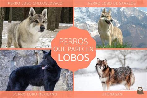 Razas De Perros Que Parecen Lobos Actualizado Mayo Hot Sex Picture