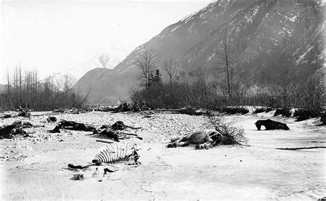 Klondike Gold Rush 39 Fascinating Historical Photos