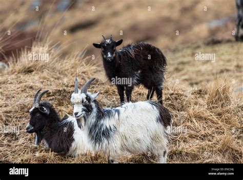 Goats At The Wild Goat Park In Galloway Forest Park In Scotland Stock