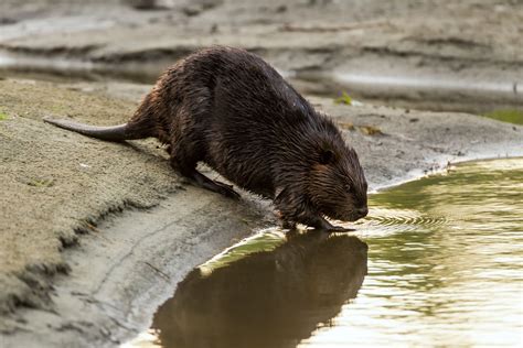 Amazing American Beaver Facts