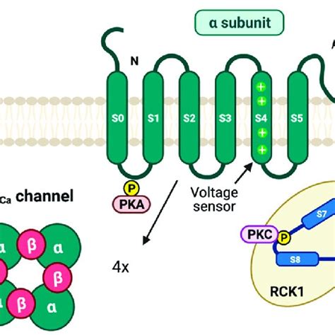 K Atp Channel Openers And Blockers K Atp Channels On Smooth Muscle