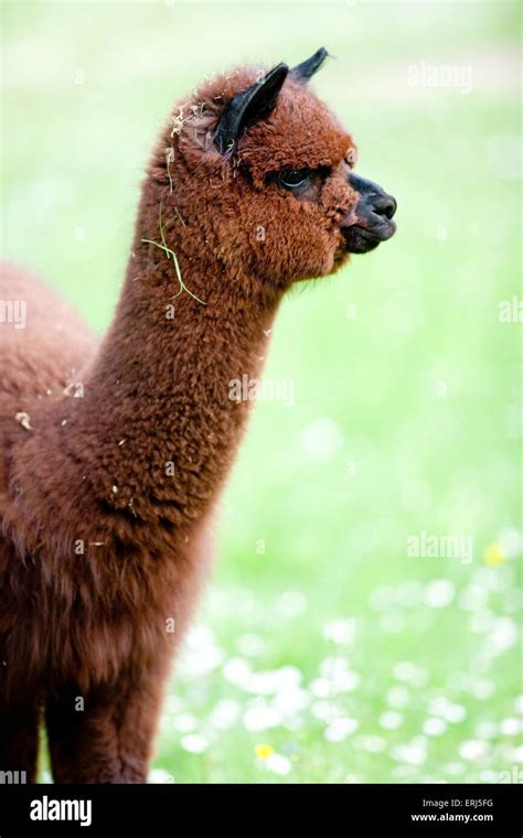 Wild Alpaca Hi Res Stock Photography And Images Alamy