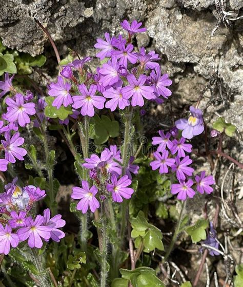 Alpine Balsam Erinus Alpinus Stock Photo Image Of Plant Erinus