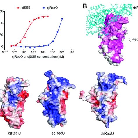 Ssdna Binding By Cjreco A Interaction Of Cjreco And Cjssb With Ssdna Download Scientific