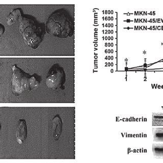 CDX2 Regresses Gastric Tumor Xenograft Growth And Inhibits