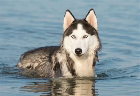 How Can I Keep My Husky Cool And Comfortable During Hot Weather