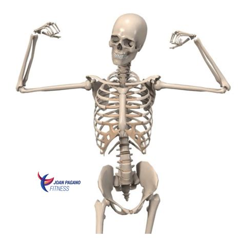 Bone Loss And Menopause — Joan Pagano Fitness