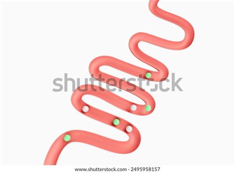 human gut model digestive system intestinal stock illustration
