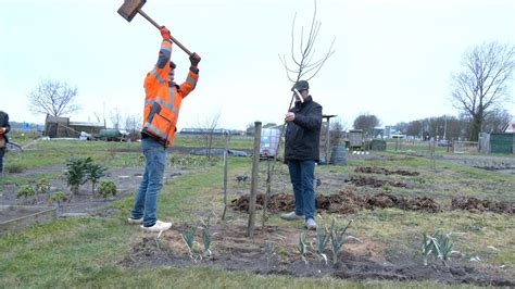 Video Hollands Kroon Deelt Bomen Uit Voor Groenere Gemeente Regio