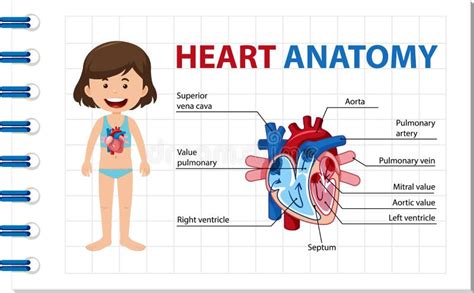 Information Poster Of Human Heart Diagram Vector Art At Vecteezy Hot