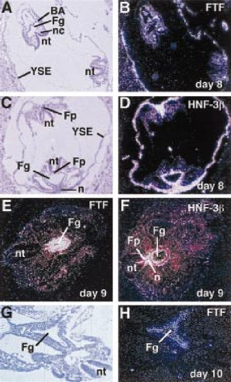 Figure 2 From The Nuclear Receptor Fetoprotein Transcription Factor Is