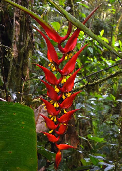 Heliconia Heliconiaceae Flickr