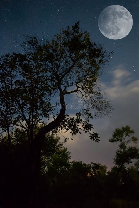 Night Forest on Starry Sky with Fool Moon Stock Photo - Image of starfield, atmosphere: 260062414