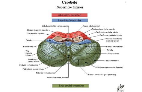 Cerebelo Anatomia Papel E Caneta