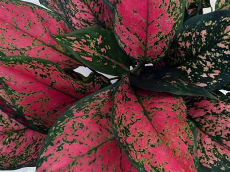 Aglaonema Hybrida Red Valentine Wholesale Nursery Nurseries In