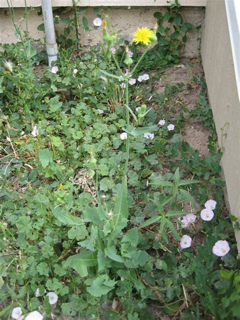 Gulliville: Edible 'weeds' in my yard.