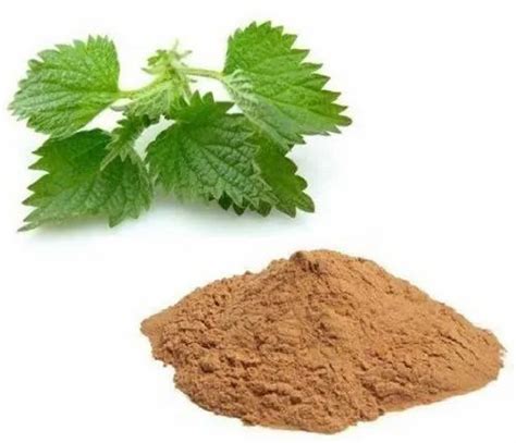 Stinging Nettle Root Extract at Rs 100/kg | Stinging Nettle Leaf in ...