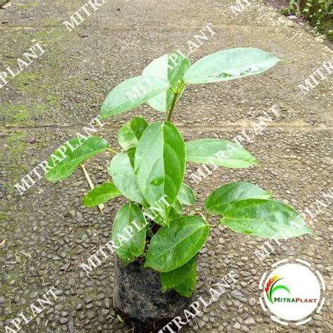 Jual Bibit Pohon Cincau Perdu Hijau Tanaman Daun Cingcau Tahulu