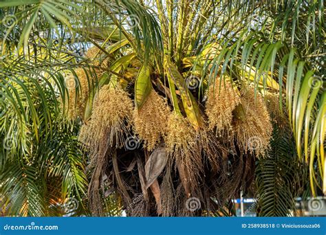 Pygmy Date Palm Stock Photo Image Of Flower Pygmy 258938518