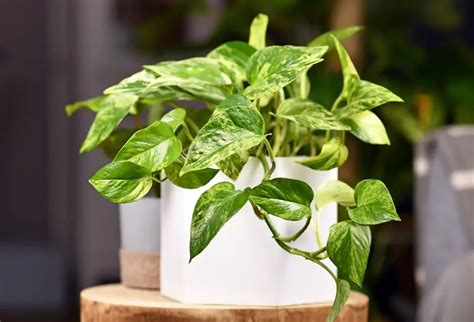 Marble Queen Pothos Care A Complete Guide