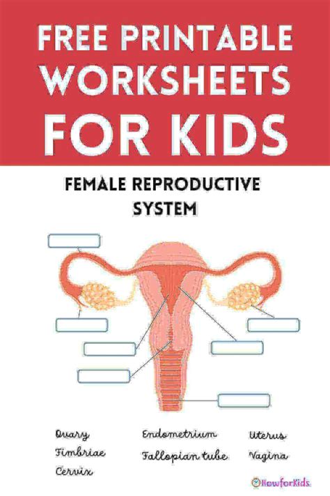 PDF FREE PRINTABLE Female Reproductive System Reproductive System