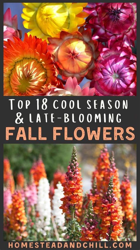 Best Fall Flowers 18 Flowers That Bloom In Fall Fall Flowers Garden