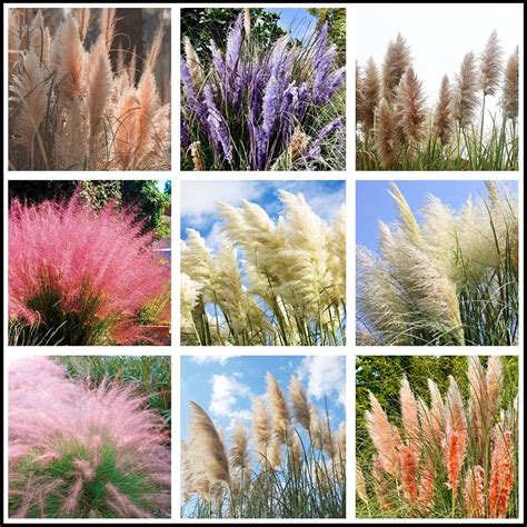 Flower Rare Seeds Giant Pink Pampas Grass Seeds Flower Bonsai Seeds 100 Seeds Amazon Ca