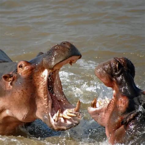 7 Incredible Hippo Teeth Facts You Didn't Know