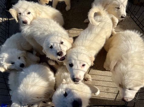 Great Pyrenees Puppies 🐶 | PetClassifieds.com