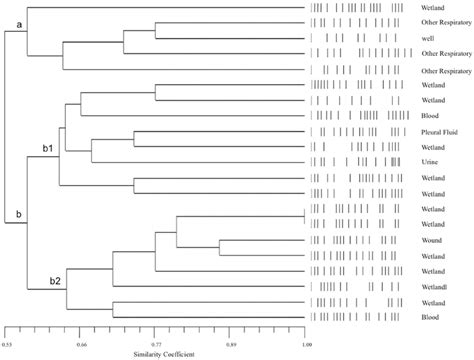 Upgma Dendrogram Based On The Pfge Patterns Of E Faecalis Isolates