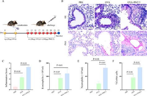 Pm Exposure Aggravated Pulmonary Inflammation Mucus Secretion And