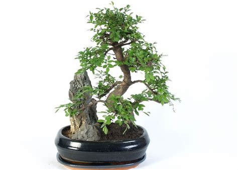 Pasningsvejledning Til Kinesisk Elm Bonsai Ulmus